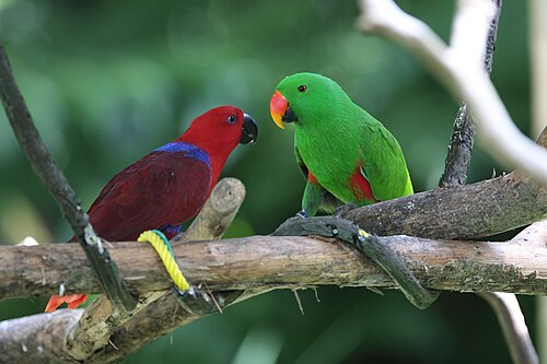 Eclectus parrot